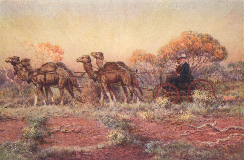 Camels pulling a four-in-hand cart, Australian outback, by Percy Spence 1910
